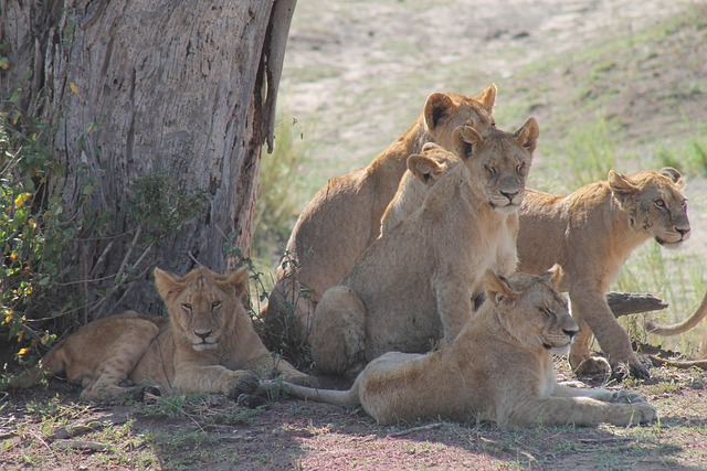 5 Day Tanzania Northern Safari